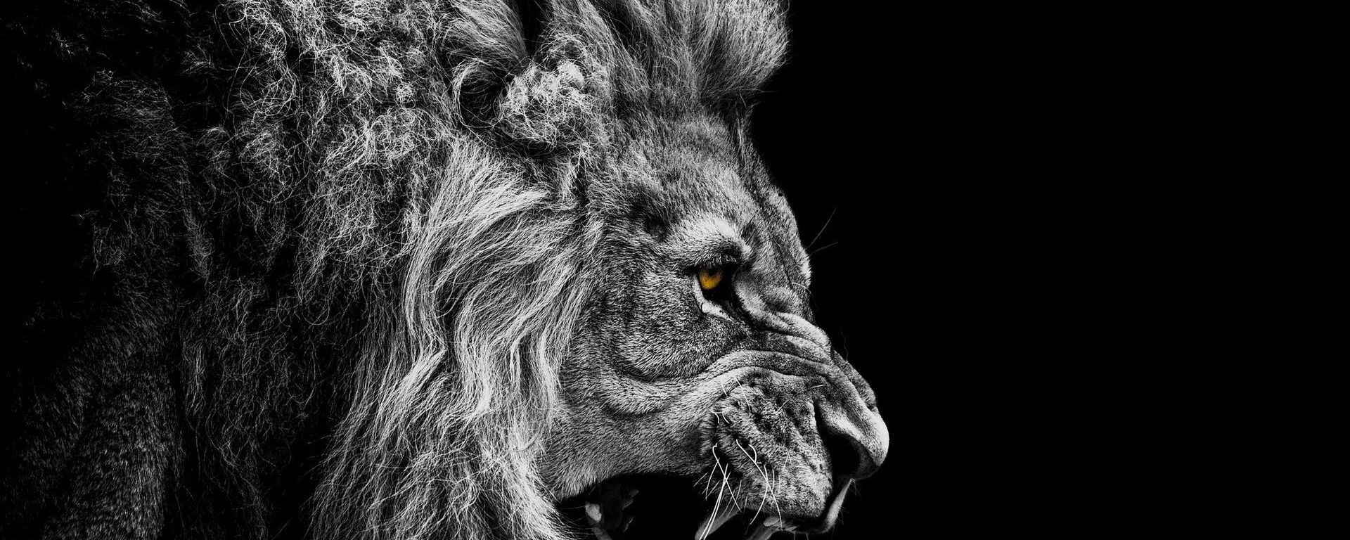 Foto de perfil de un león.